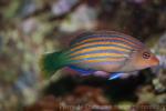 Sixline wrasse