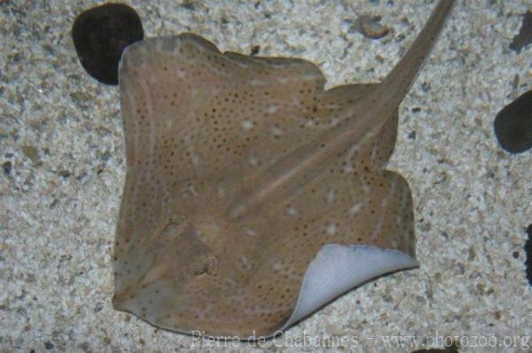 Small-eyed ray