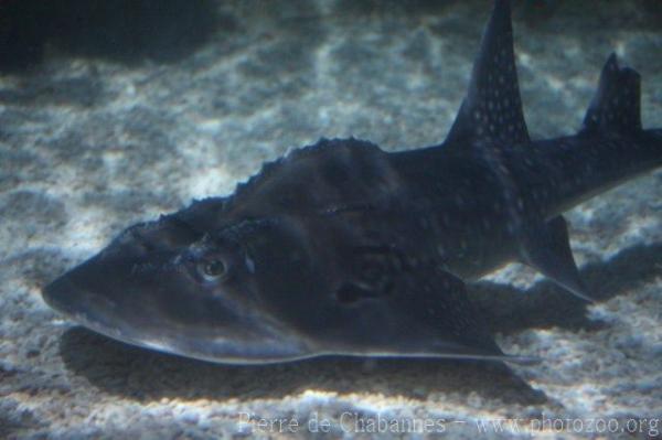 Bowmouth guitarfish