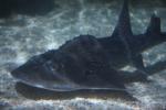 Bowmouth guitarfish