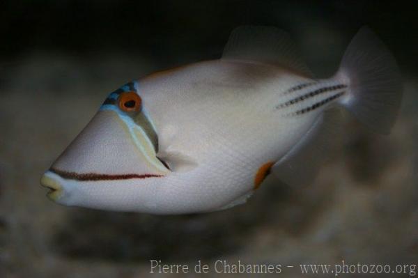 Picasso triggerfish *