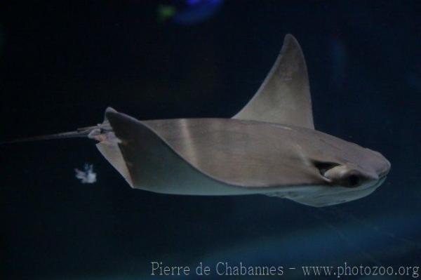 Cownose ray