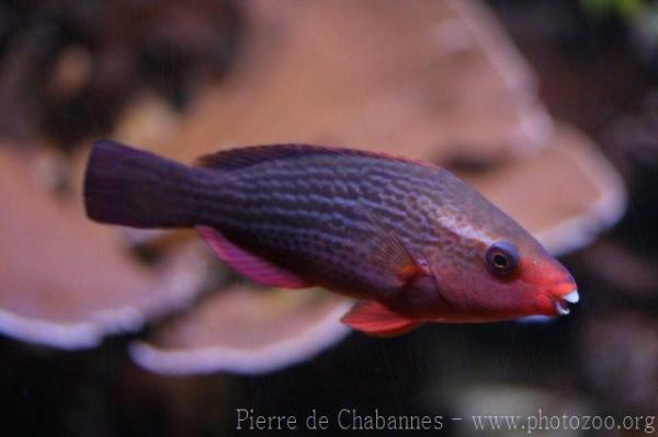 Dusky parrotfish