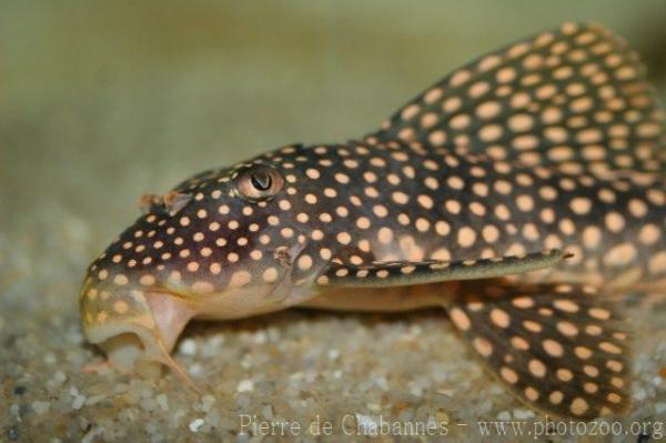 Sunshine pleco