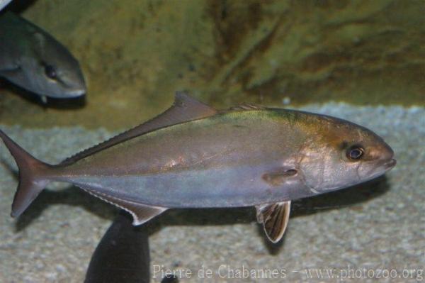 Greater amberjack