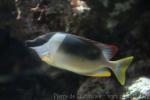 Magnificent rabbitfish