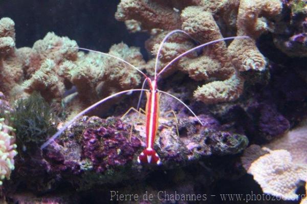 Skunk cleaner shrimp