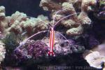 Skunk cleaner shrimp