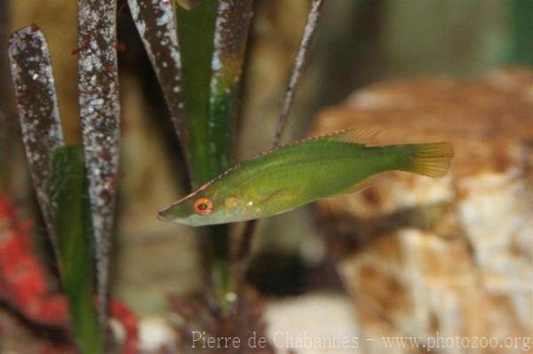 Long-snouted wrasse *