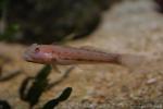 Maiden goby