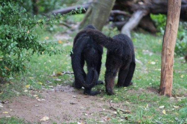 Colombian black spider monkey