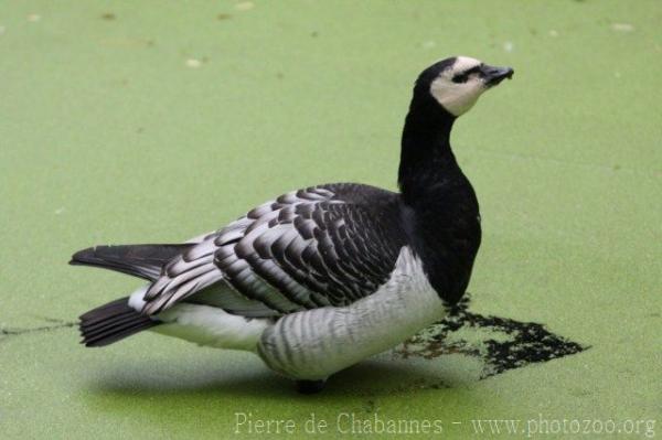 Barnacle goose