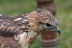 Long-legged buzzard