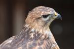 Long-legged buzzard