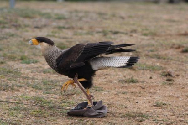 Southern caracara