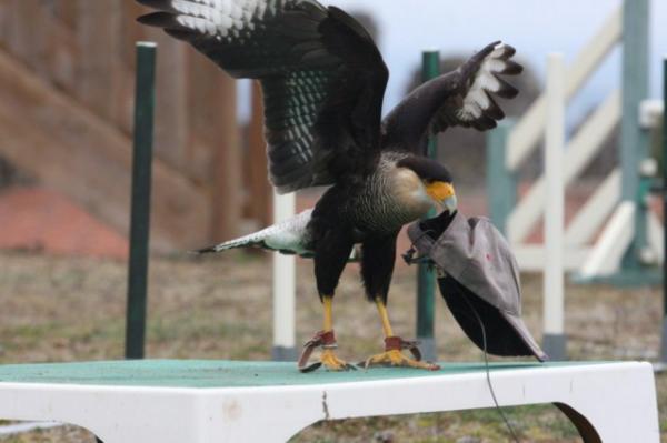 Southern caracara