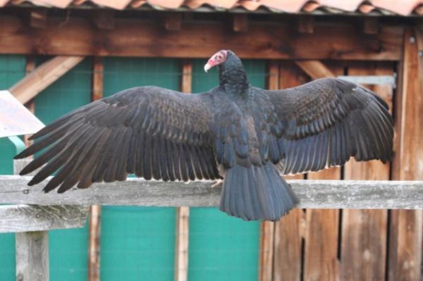 Turkey vulture