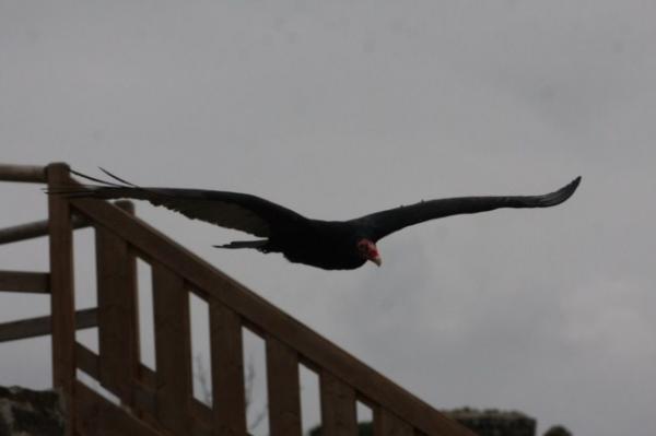 Turkey vulture