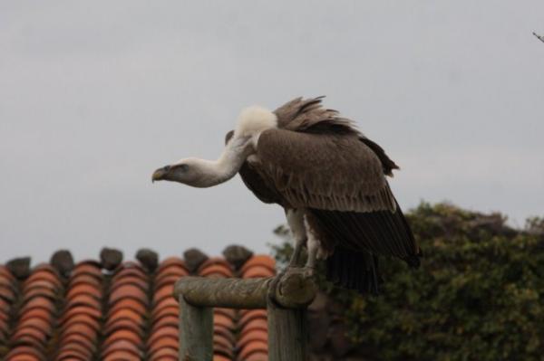 Eurasian griffon