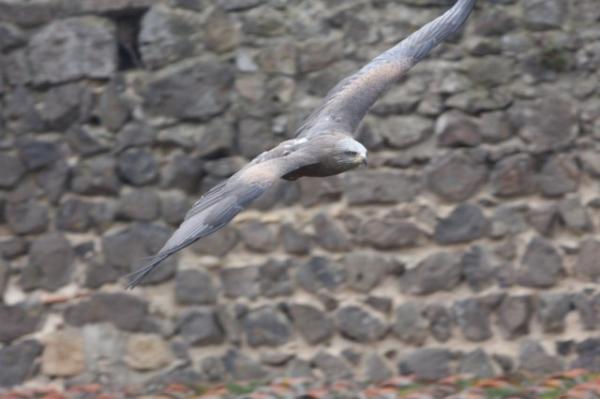 Black kite