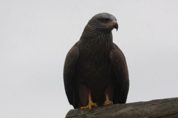 Black kite