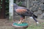 Harris' hawk