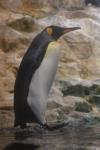 King penguin