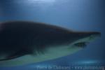 Sand tiger shark