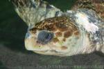 Loggerhead turtle