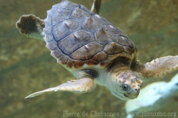 Loggerhead turtle