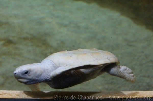 Loggerhead turtle