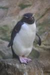 Northern rockhooper penguin