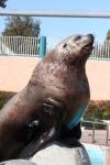 Steller sea-lion