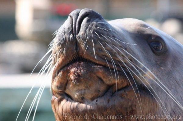 Steller sea-lion