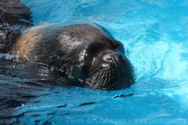 South American sea-lion