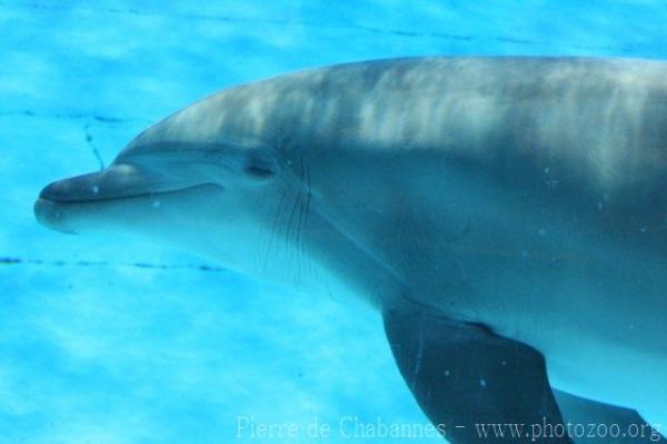 Common bottlenose dolphin