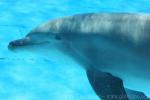 Common bottlenose dolphin