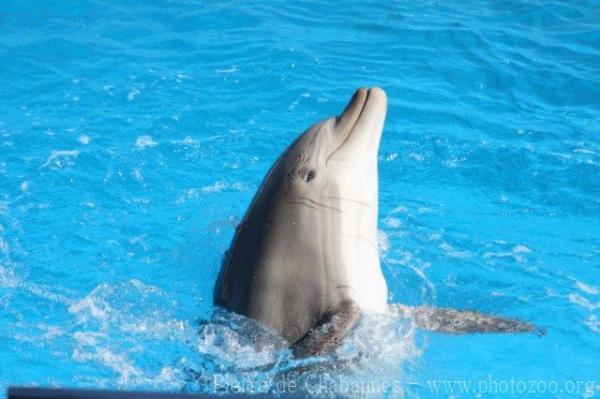 Common bottlenose dolphin