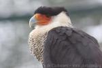 Crested caracara