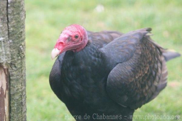 Turkey vulture