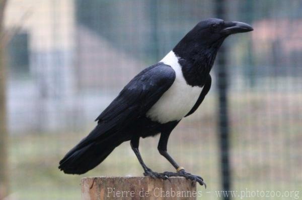 Pied crow