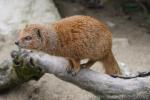 Yellow Mongoose