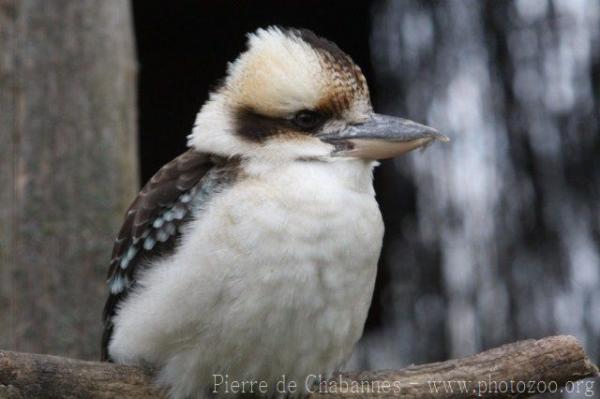 Laughing kookaburra