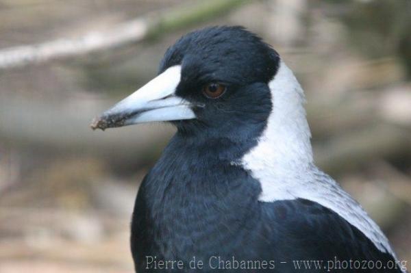 Australian magpie