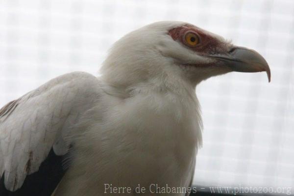 Palmnut vulture