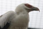 Palmnut vulture