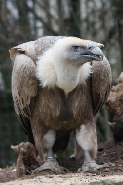 Eurasian griffon