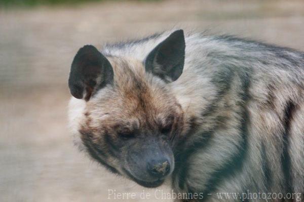 Striped hyena