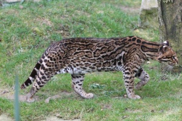 Ocelot