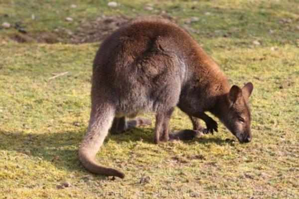 Red-necked wallaby